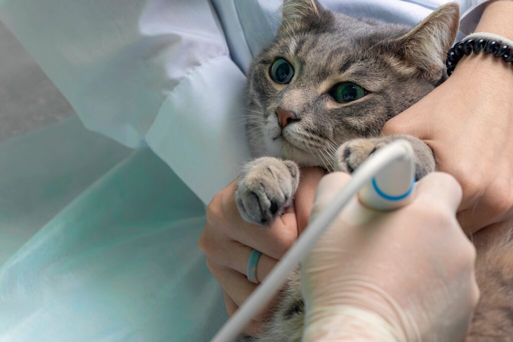 cat ultrasound