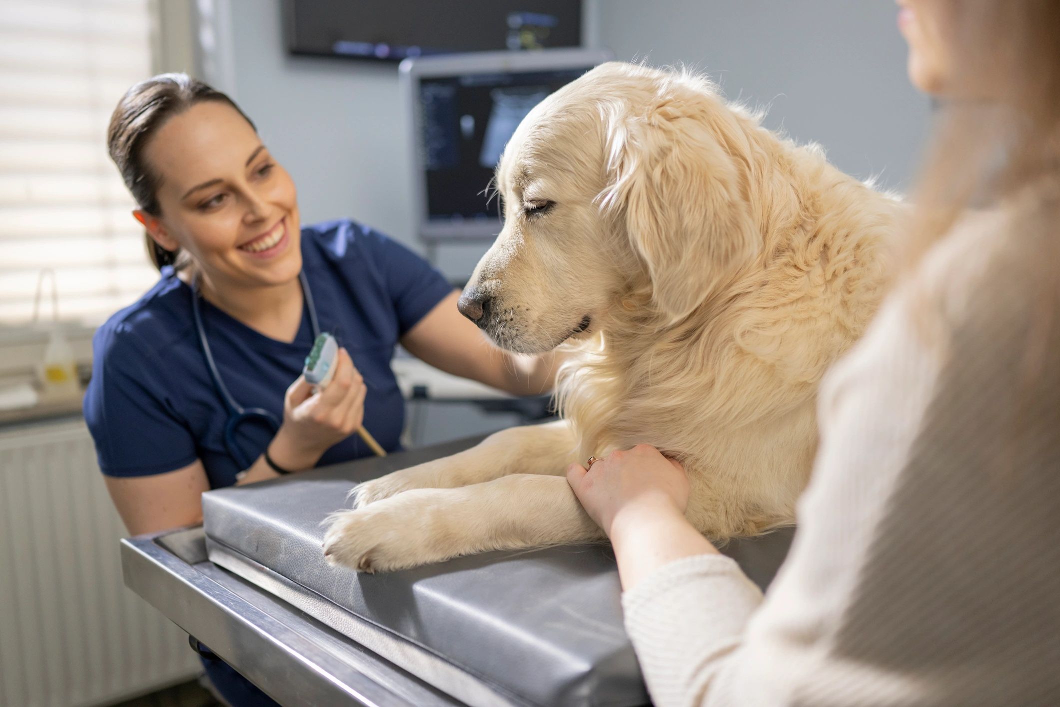 veterinary ultrasound dog cat clinic
